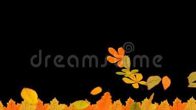 一部著名的秋叶在风阿尔法频道飘落和飞翔的动画。 感恩节概念，家庭，hloween